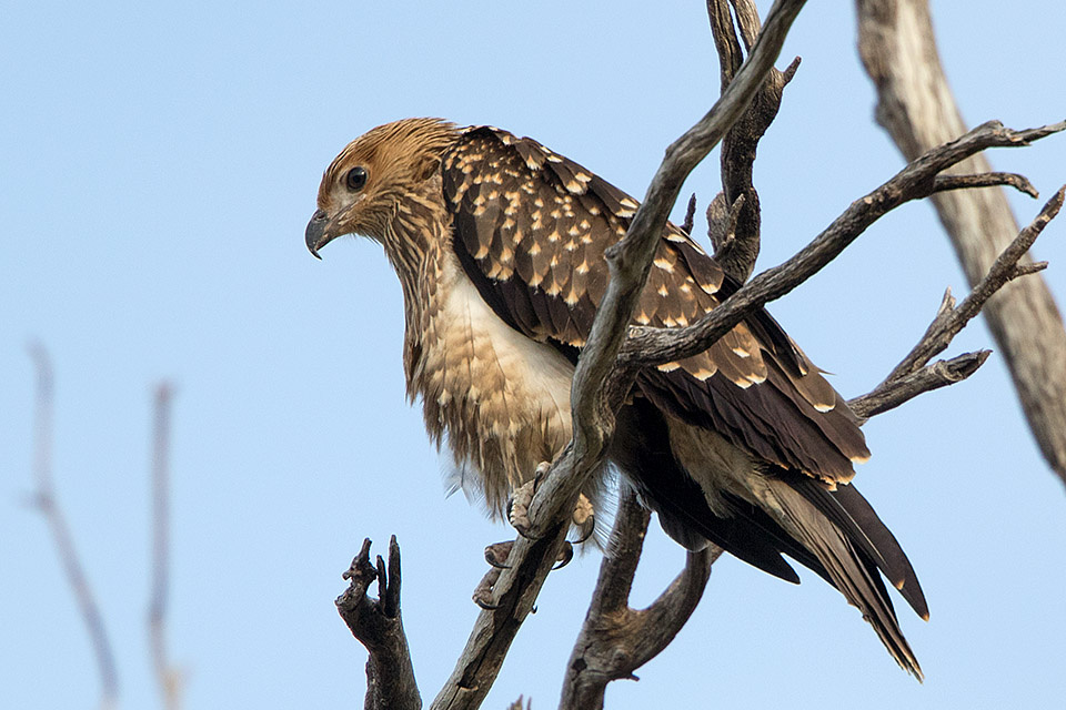 Whistling Kite (Haliastur sphenurus)